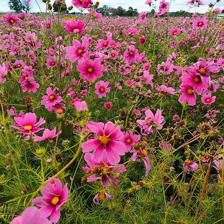 Maison D'Hotes Les Roses Tremieres 萨克莱 外观 照片
